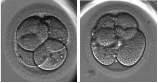 Cell symmetry